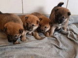 2 chiots femelles Shiba Inu disponibles à la réservation (LOF)