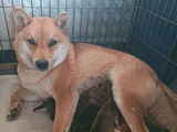 2 chiots femelles Shiba Inu disponibles à la réservation (LOF)