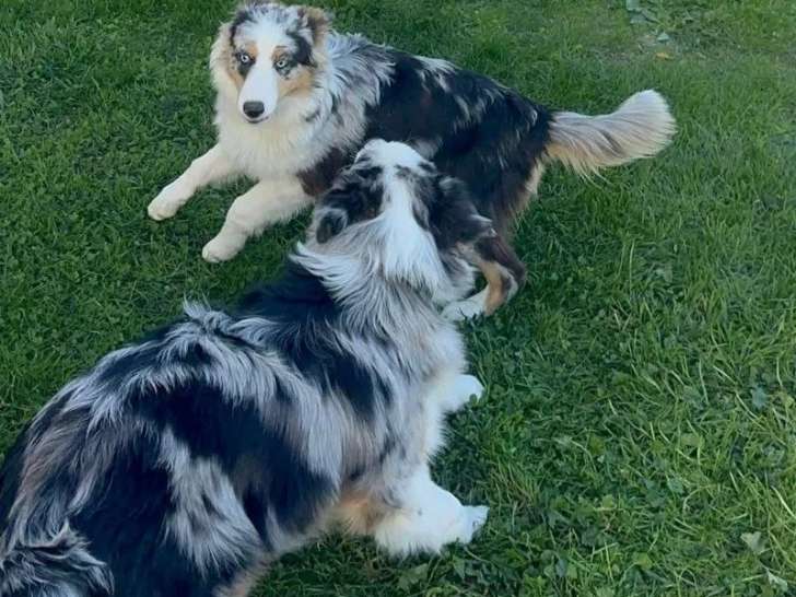 Chienne Berger Australien bleu merle à vendre (LOF)