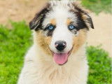 Chienne Berger Australien bleu merle à vendre (LOF)