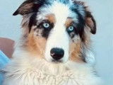 Chienne Berger Australien bleu merle à vendre (LOF)