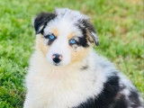 Chienne Berger Australien bleu merle à vendre (LOF)