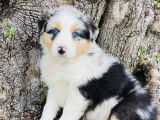 Chienne Berger Australien bleu merle à vendre (LOF)