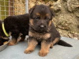 Chiots Berger Allemand LOF à réserver
