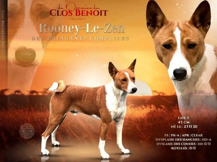 Chien mâle Basenji disponible à l’achat (LOF)