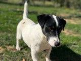 Chien mâle Jack Russell disponible pour saillie (LOF)