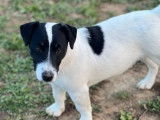 Chien mâle Jack Russell disponible pour saillie (LOF)