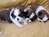 3 chiots femelles Shih Tzu à réserver (LOF)