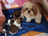 3 chiots femelles Shih Tzu à réserver (LOF)