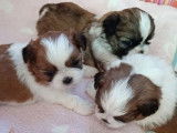 3 chiots femelles Shih Tzu à réserver (LOF)