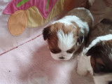 3 chiots femelles Shih Tzu à réserver (LOF)