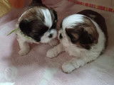 3 chiots femelles Shih Tzu à réserver (LOF)