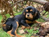 Chienne adulte Cavalier King Charles LOF à vendre
