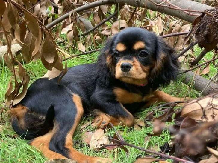 Chienne adulte Cavalier King Charles LOF à vendre