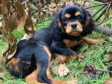 Chienne adulte Cavalier King Charles LOF à vendre