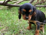 Chienne adulte Cavalier King Charles LOF à vendre