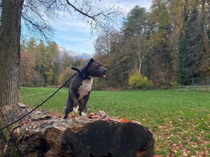 Mâle Amstaff disponible pour saillie gratuite