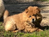 À vendre, 1 chiot mâle Chow Chow non-LOF d'août 2025