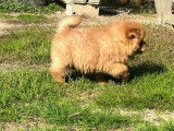 À vendre, 1 chiot mâle Chow Chow non-LOF d'août 2025
