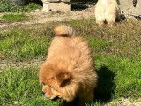 À vendre, 1 chiot mâle Chow Chow non-LOF d'août 2025