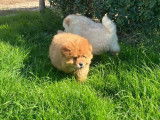 À vendre, 1 chiot mâle Chow Chow non-LOF d'août 2025