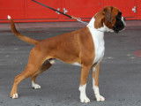 1 chien Boxer LOF disponible pour saillie
