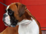 1 chien Boxer LOF disponible pour saillie
