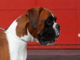 1 chien Boxer LOF disponible pour saillie