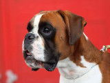 1 chien Boxer LOF disponible pour saillie