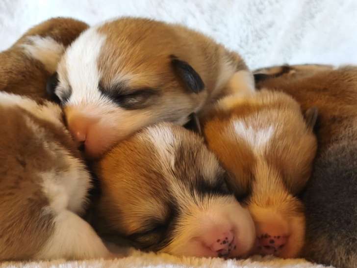 6 chiots mâles Welsh Corgis Pembroke LOF de septembre 2025 à réserver