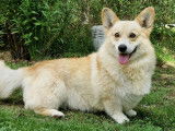 6 chiots mâles Welsh Corgis Pembroke LOF de septembre 2025 à réserver