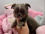1 chiot femelle Chihuahua LOF à vendre
