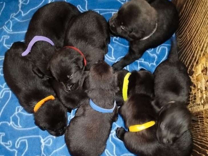 9 chiots Labradors LOF à réserver, nés en septembre 2025