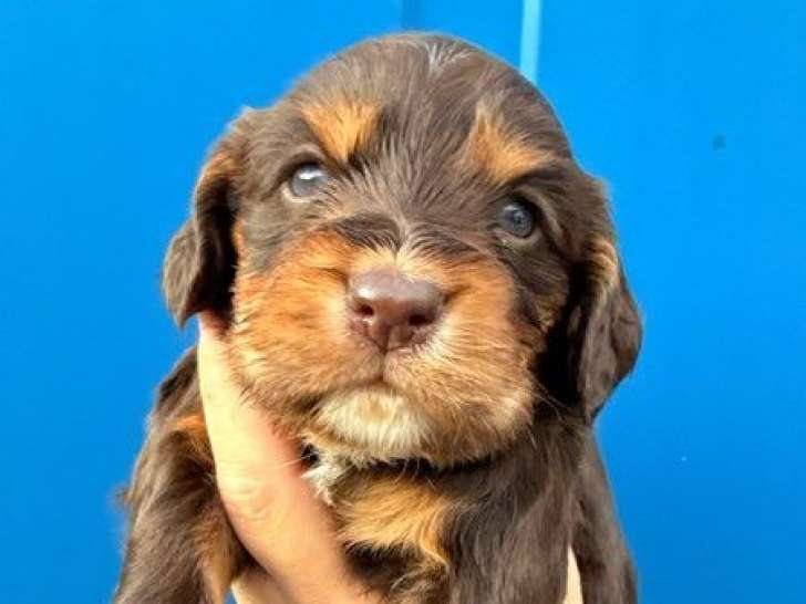 8 chiots Cockers Spaniel Anglais LOF à réserver