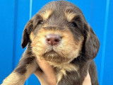 8 chiots Cockers Spaniel Anglais LOF à réserver