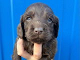 8 chiots Cockers Spaniel Anglais LOF à réserver