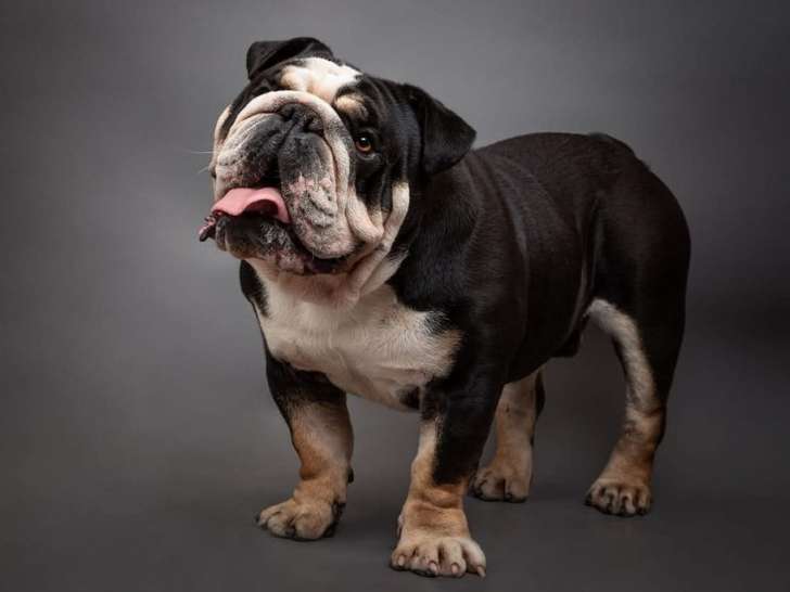 1 chien Bulldog Anglais LOF vendre