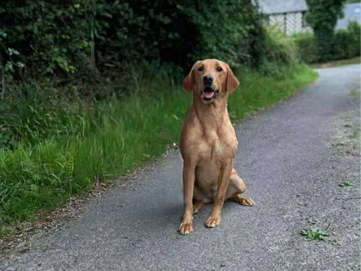 Réservation ouverte pour 7 chiots Labradors LOF