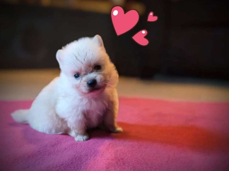 À réserver, 4 chiots Spitz Nains Poméranian d’octobre 2025 (non LOF)