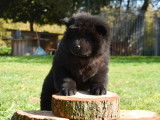 3 chiots Chow Chow LOF à vendre, 1 mâle et 2 femelles noir nés en août 2025