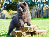 3 chiots Chow Chow LOF à vendre, 1 mâle et 2 femelles noir nés en août 2025