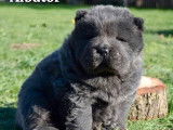 3 chiots Chow Chow LOF à vendre, 1 mâle et 2 femelles noir nés en août 2025