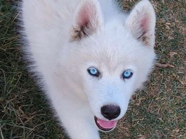 3 chiots Pomsky à vendre (LOF)