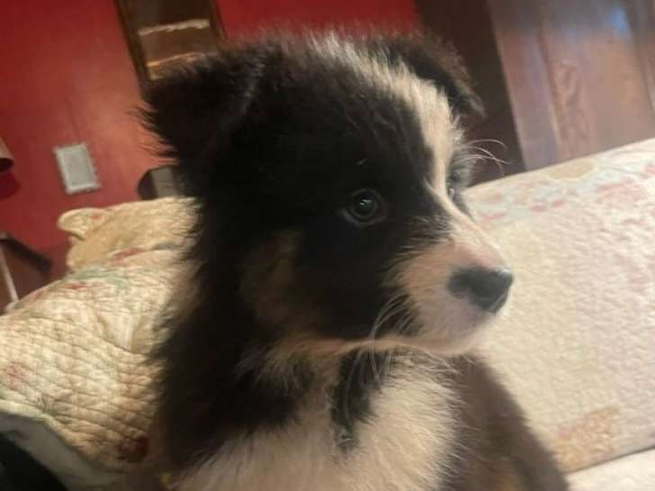 À vendre, 7 chiots Bergers Australiens non-LOF d'août 2025