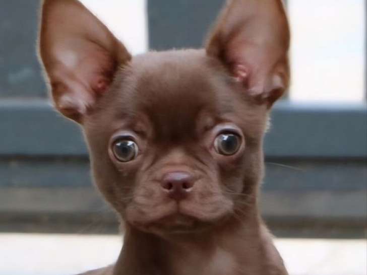1 chiot Chihuahua mâle, chocolat LOF d'août 2025 à vendre