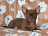 1 chiot Chihuahua mâle, chocolat LOF d'août 2025 à vendre