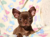1 chiot Chihuahua mâle, chocolat LOF d'août 2025 à vendre