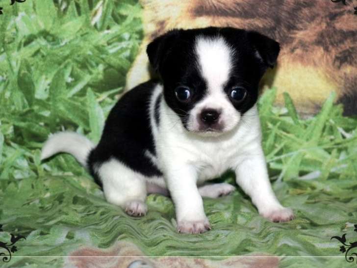 1 chiot Chihuahua mâle non-LOF d'août 2025 à vendre