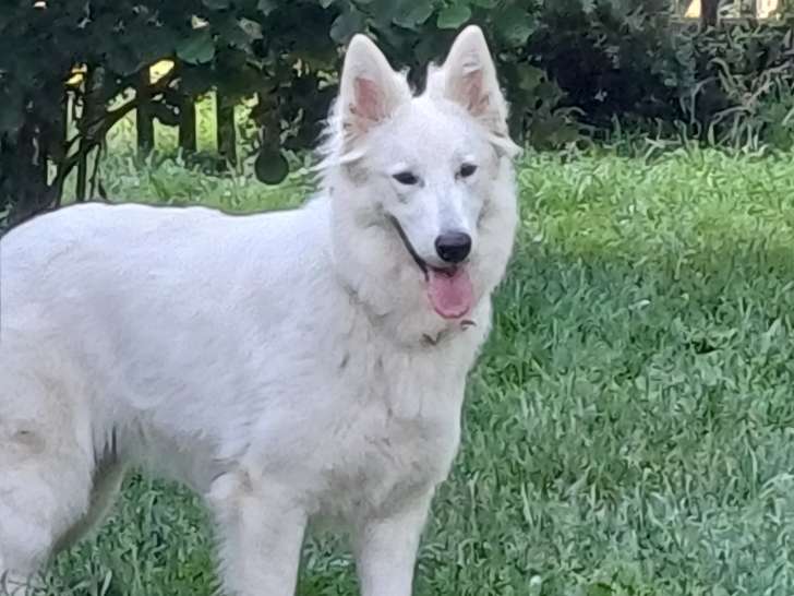 Chiots Berger Blanc Suisse à naître