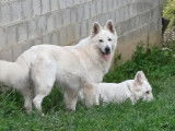Chiots Berger Blanc Suisse à naître